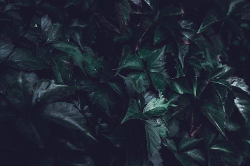 bitki örtüsü, japon sarmaşık, kapatmak içeren Ücretsiz stok fotoğraf