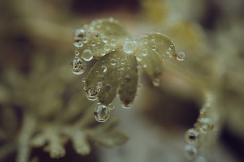 Free Close-Up Photo of a Leaf with Water Droplets Stock Photo