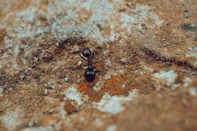 Black Ant Crawling On The Ground