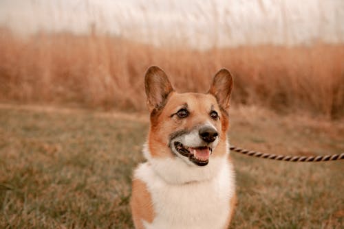 Portrait of a Cute Pembroke Welsh Corgi