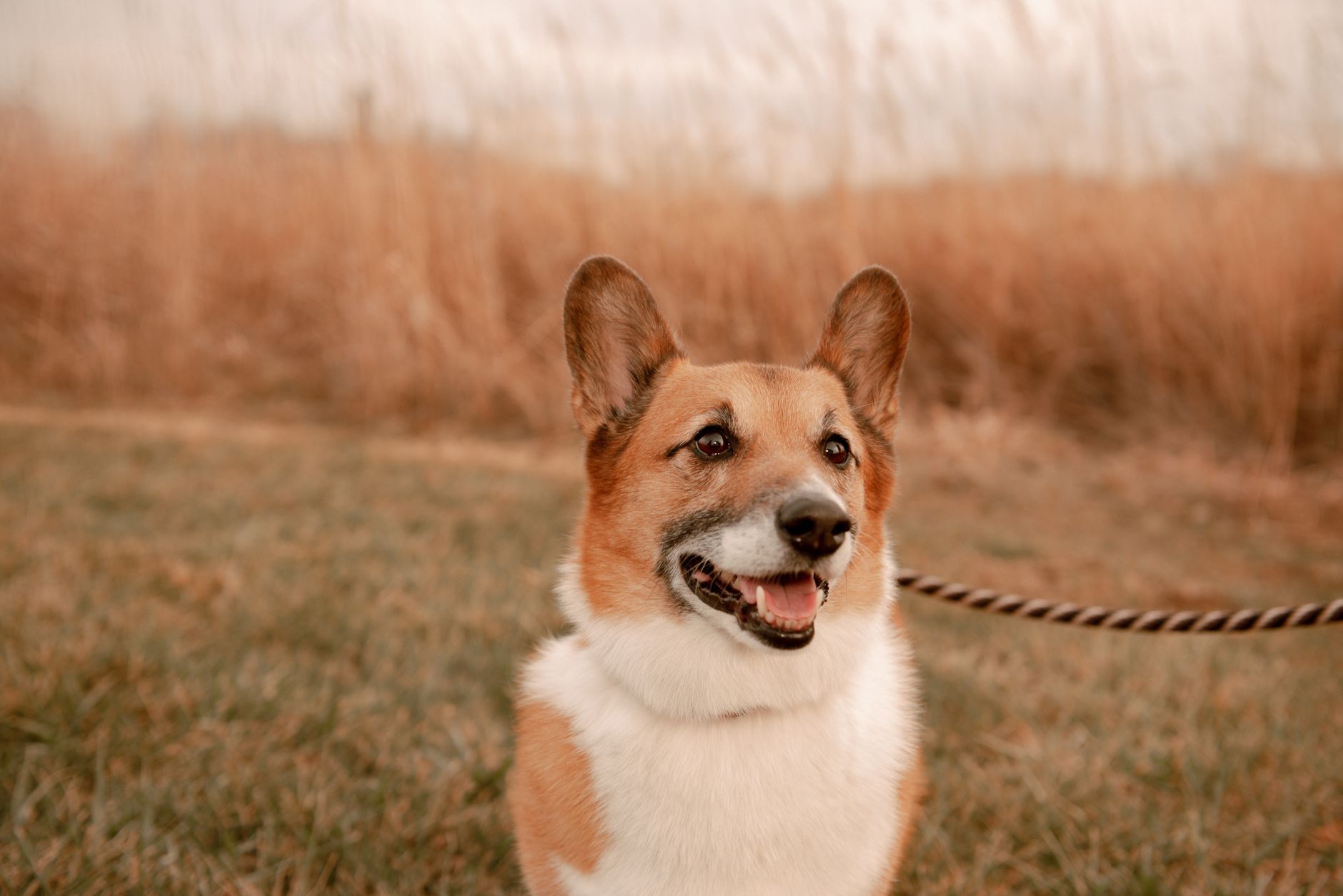 Veterinary care for a pet