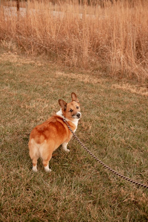 A Corgi on a Leash