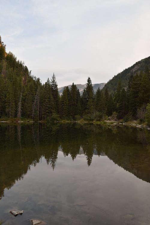 Árboles Que Se Reflejan En El Cuerpo De Agua