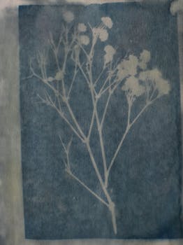 A delicate botanical cyanotype print on textured blue paper, showcasing plant silhouettes.