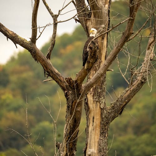 가지, 깃털, 대머리 독수리의 무료 스톡 사진