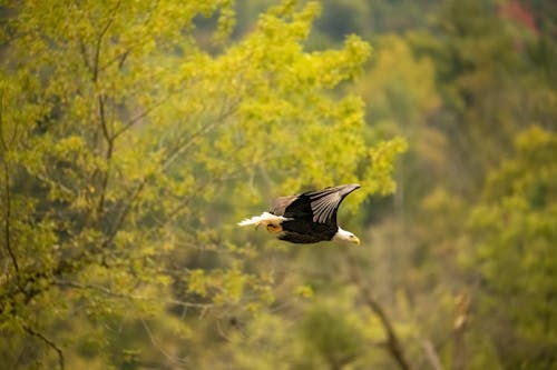 Fotos de stock gratuitas de Águila calva, animal, ave de rapiña