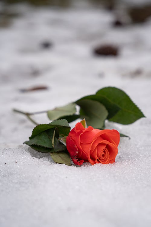 Rose Lying Down in Snow