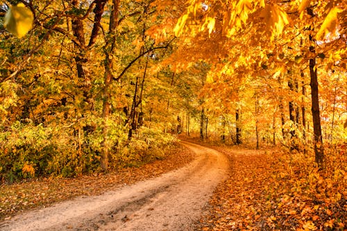 Free Dirt Road Between Trees with Yellow Leaves Stock Photo