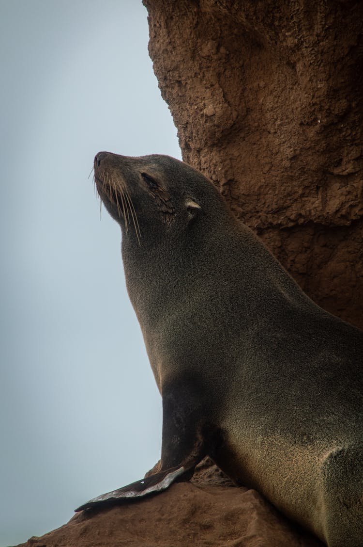 Close-Up Shot Of A Seal 