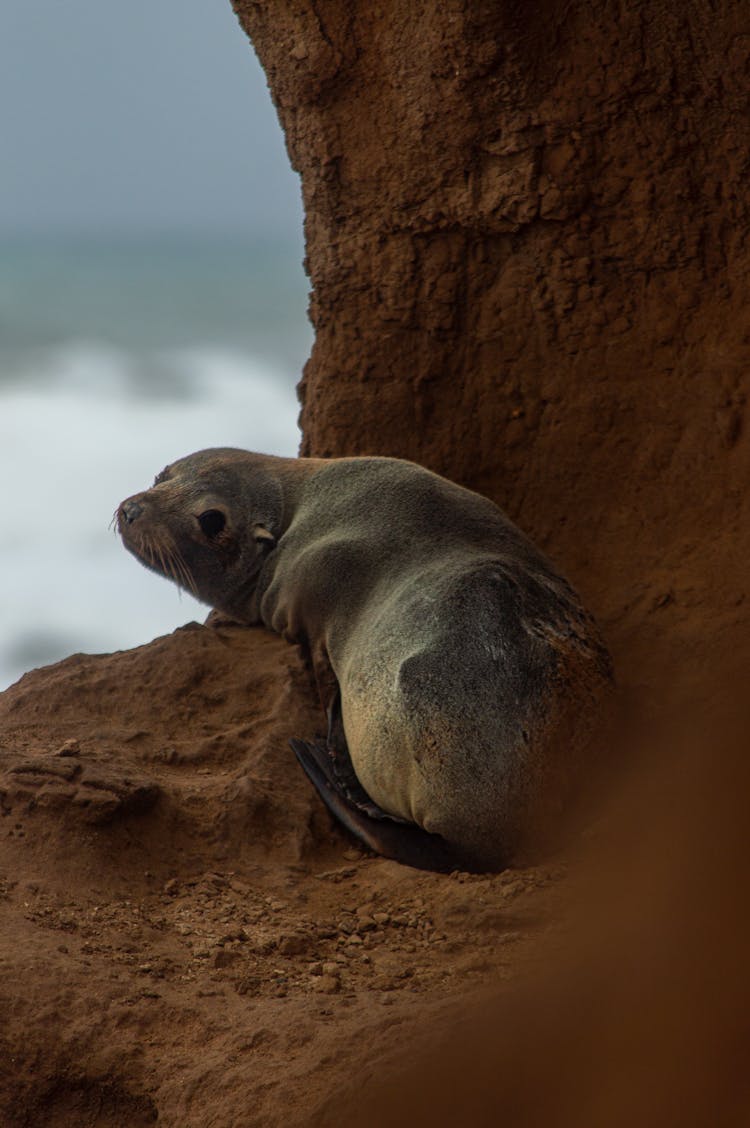 Seal Hiding In Cave