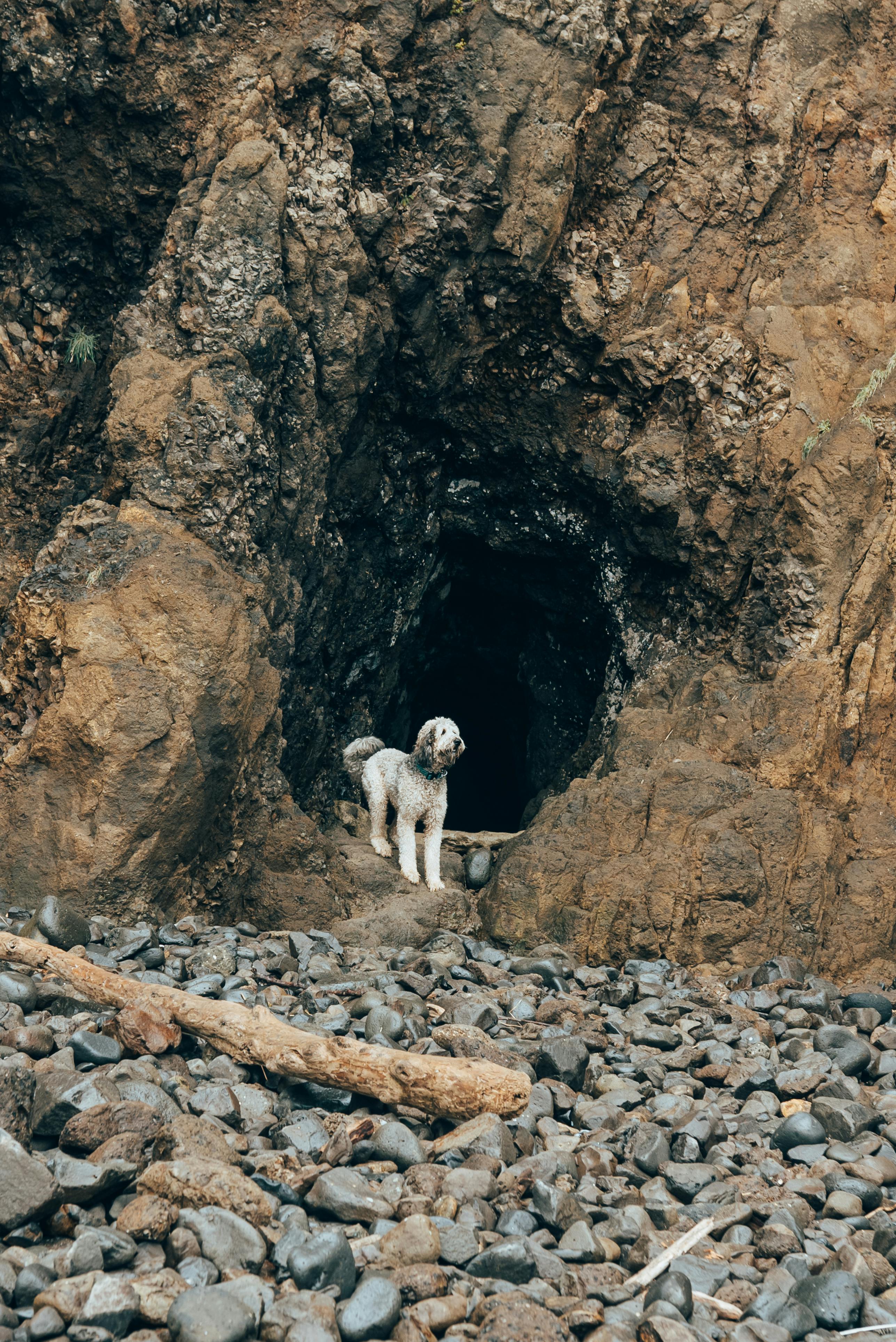 a dog is standing in the entrance of a cave