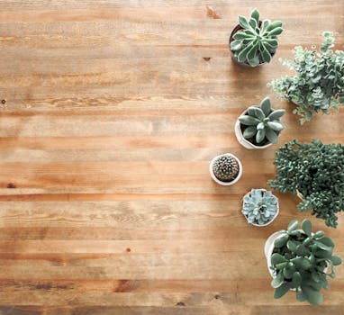Top view of indoor succulents on a wooden table, perfect for stylish interior design and decor.