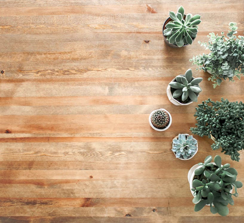 Photo Au Dessus Du Sol De Plantes Succulentes Sur Planche De Bois Brun