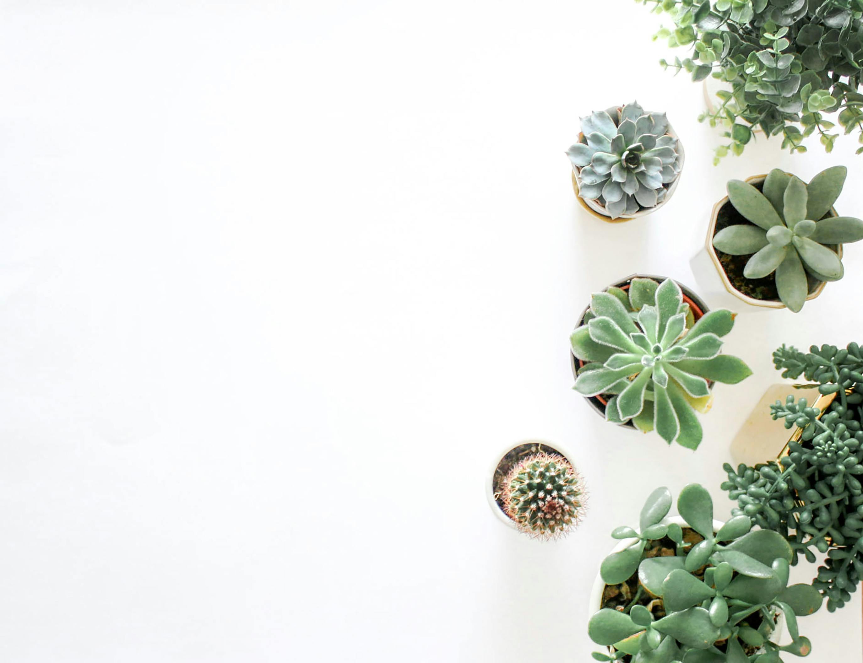 100 Succulent Pictures  Download Free Images on Unsplash