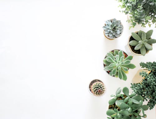 Green Succulent Plants On Pots