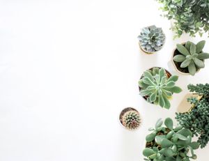 Flowering plants