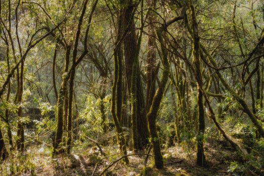 A peaceful forest scene with sunlight filtering through moss-covered trees, creating a tranquil atmosphere.