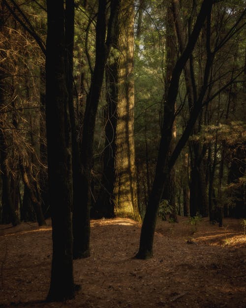 Základová fotografie zdarma na téma divočina, fotografie přírody, les