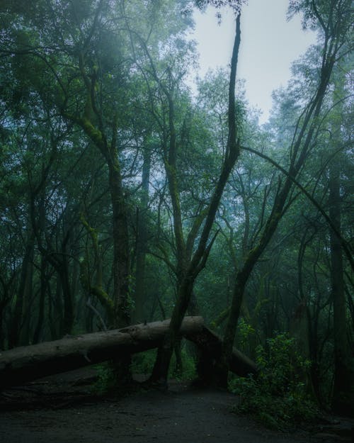 Foto profissional grátis de árvore caída, estranho, floresta