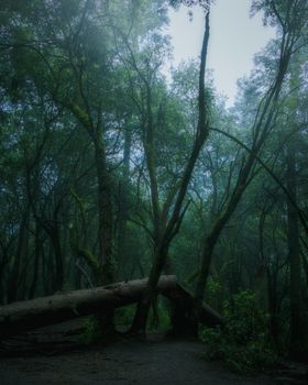 Intriguing misty forest scene featuring a fallen tree, capturing the essence of nature's mystery.