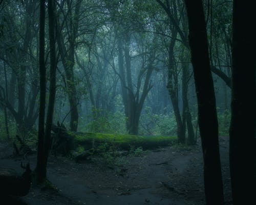 Free Foggy Forest Stock Photo