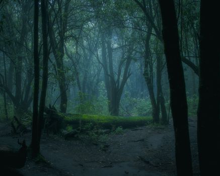 A misty, dense forest scene with moss-covered fallen log and trees in serene, moody atmosphere.
