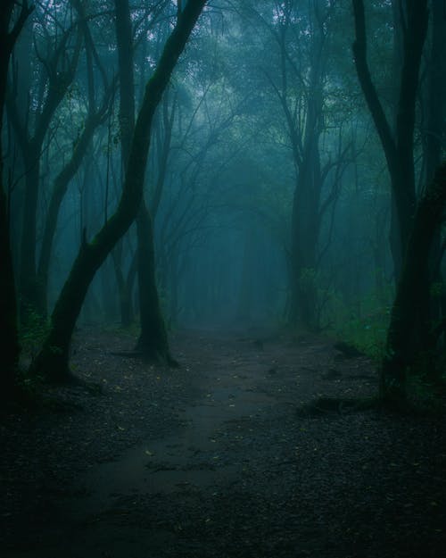A Footpath on a Dark Foggy Forest
