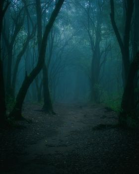 Discover the mystery of a foggy path through a dark and dense forest.