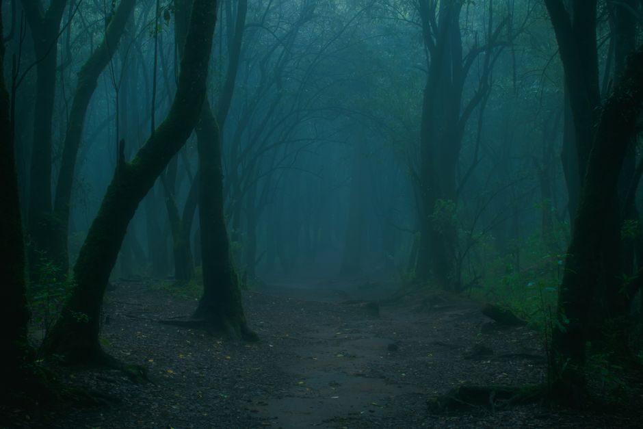 Narrow footpath disappearing into a dark foggy forest — the choice between ibogaine and psilocybin is not a matter of preference but of mechanism, condition, and medical candidacy