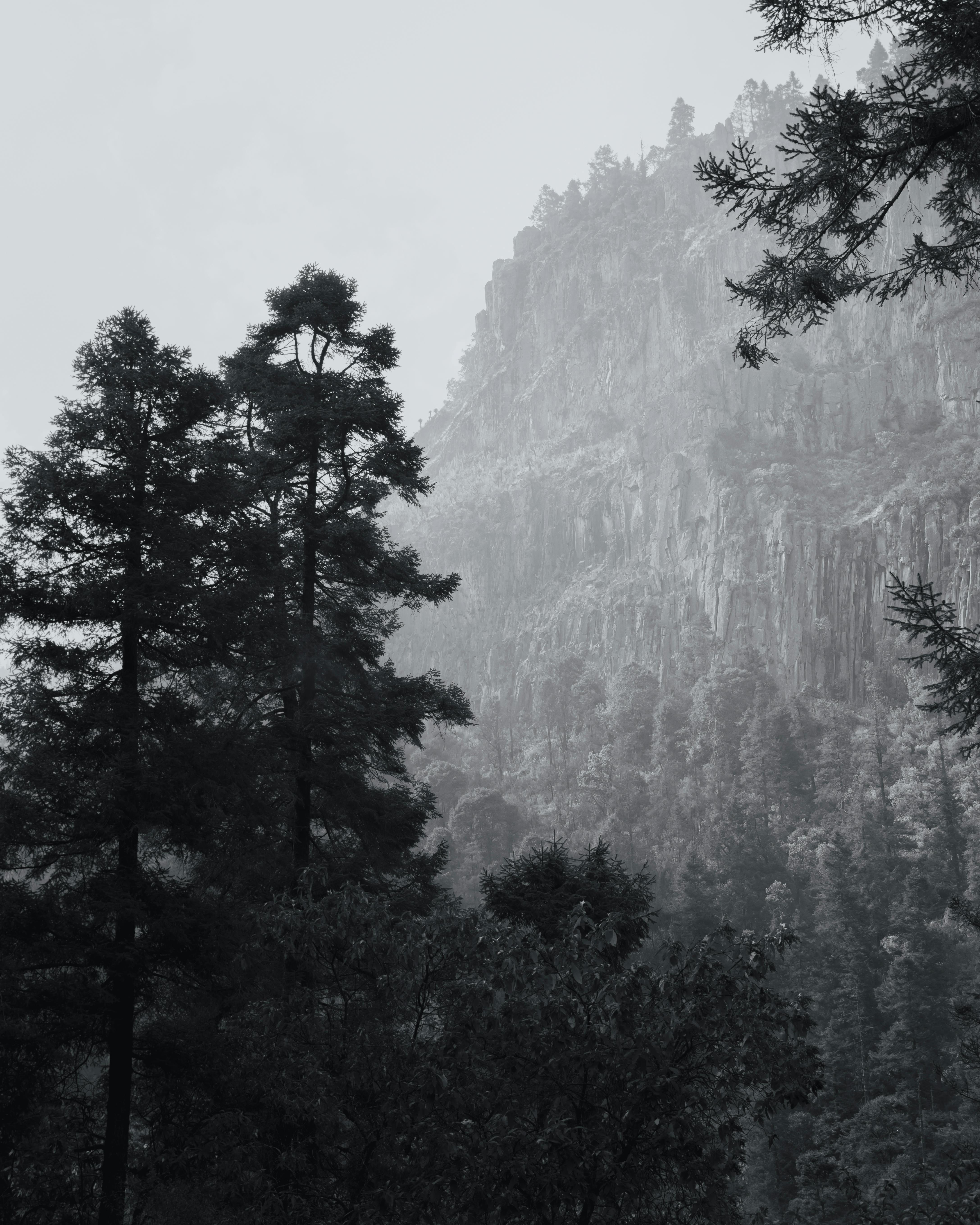 Black and white photo of a misty mountain landscape with tall trees shrouded in mist.