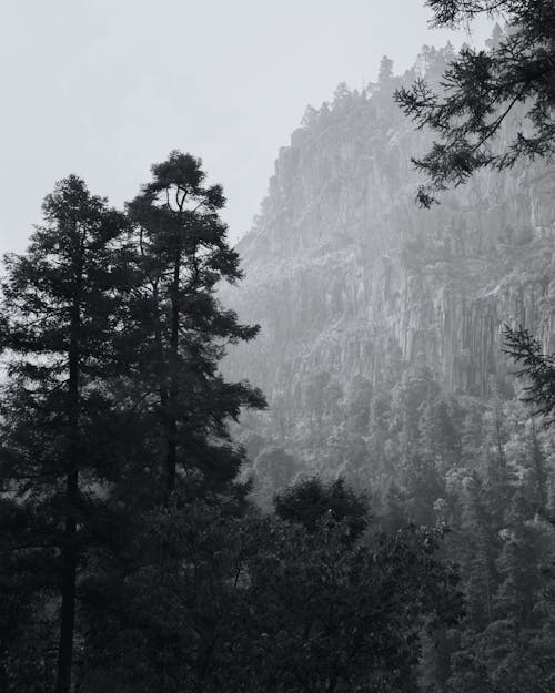 Immagine gratuita di alberi, bianco e nero, colline