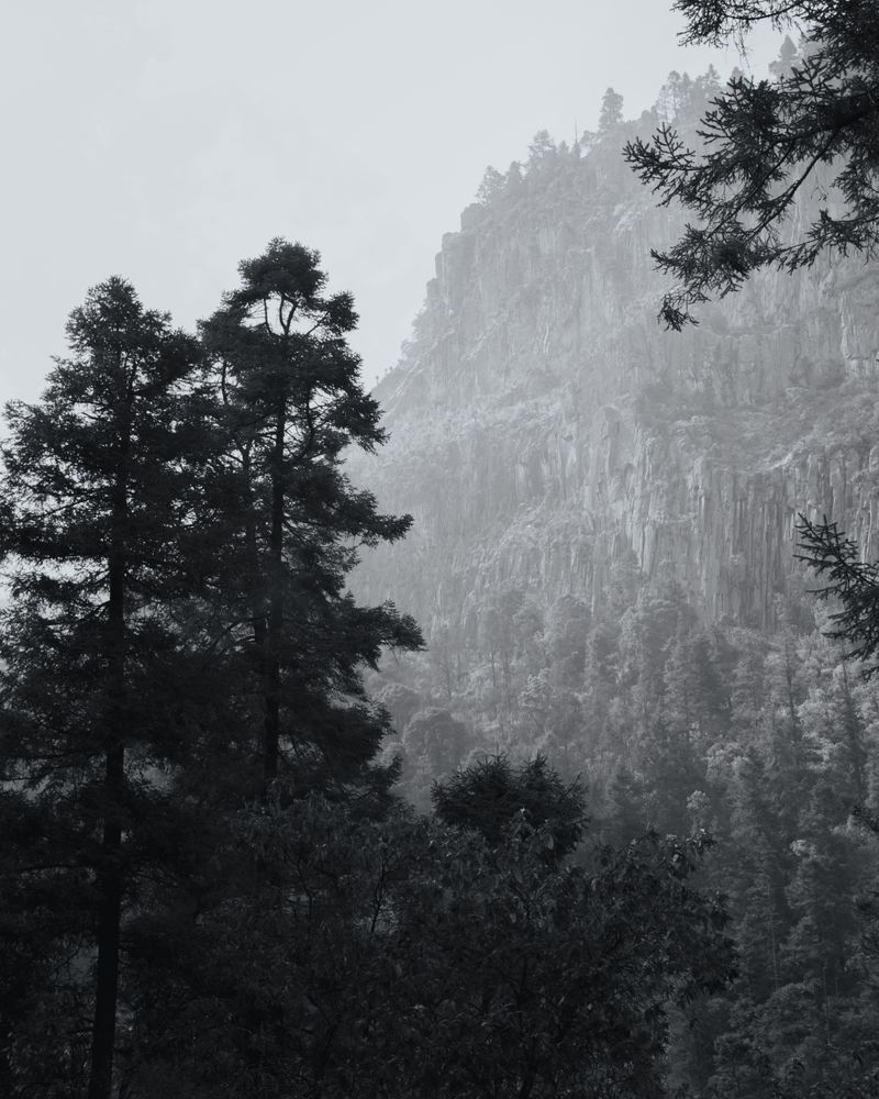 Black and white misty mountain landscape with tall trees — photo by Diego Benjamín on Pexels