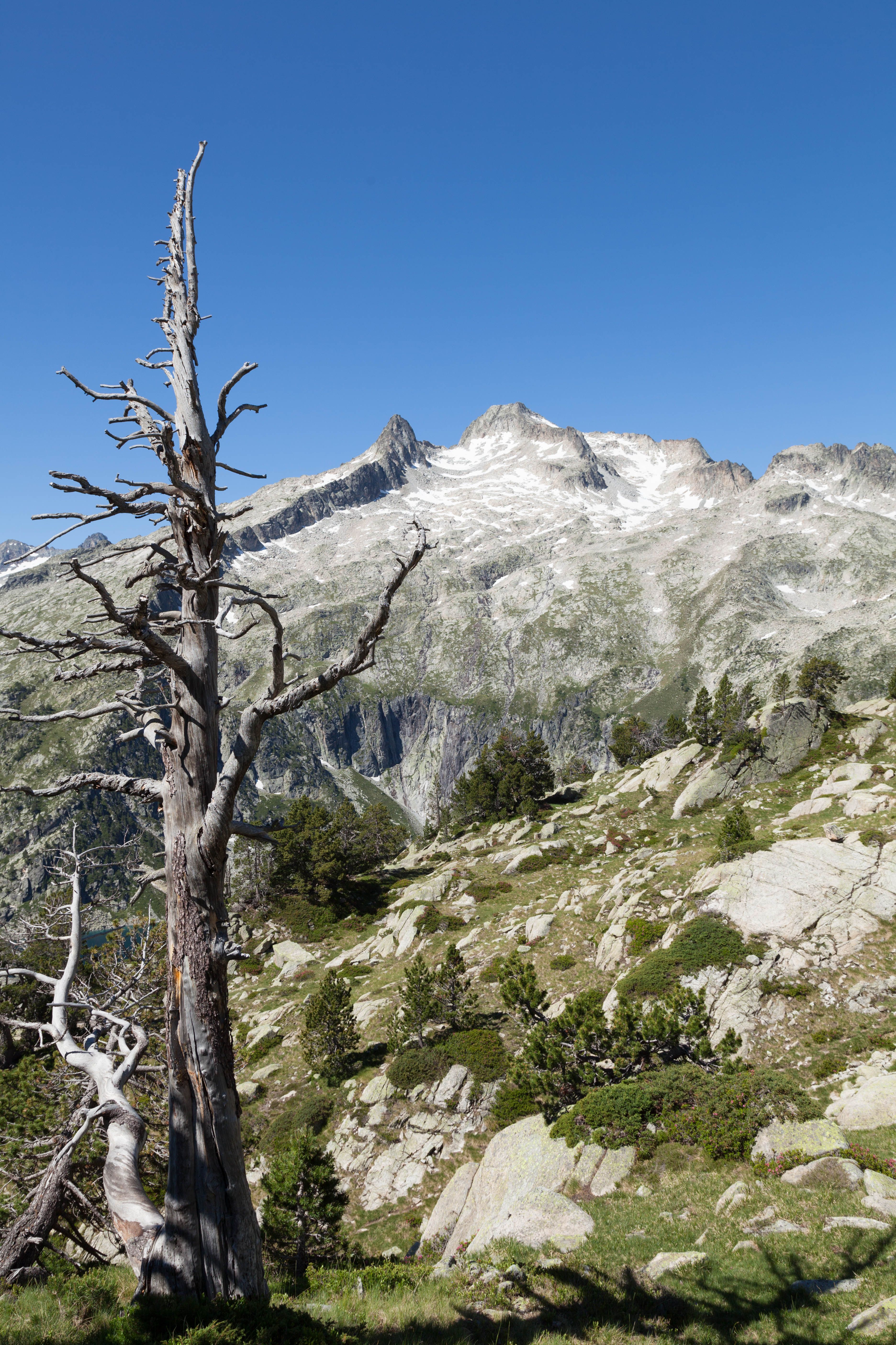 Captivating view of a leafless tree and mountains in Luz-Saint-Sauveur, France.