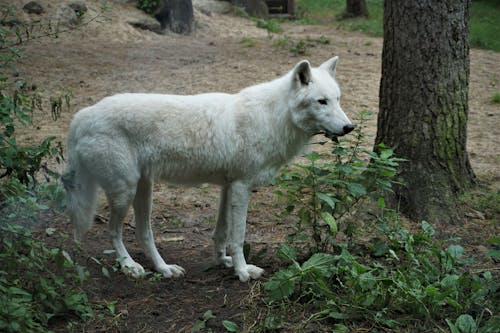 Arctic Wolf Beside the Tree
