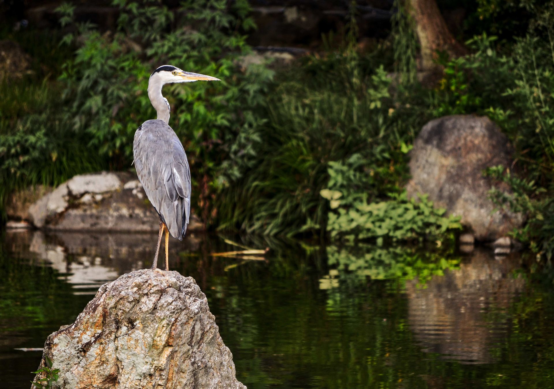 A serene grey heron perched on a rock by the water in a lush Kyoto garden setting.