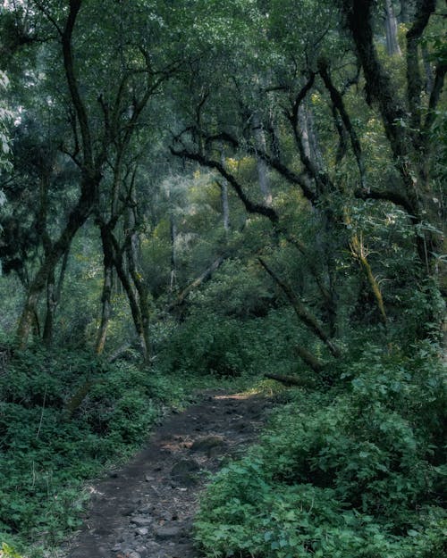 Бесплатное стоковое фото с джунгли, зеленые деревья, лес