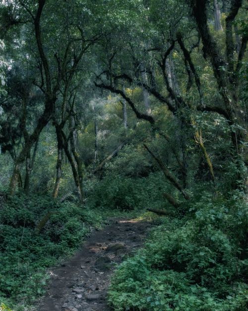 Free Venture into a tranquil forest surrounded by verdant trees and nature's beauty. Perfect for nature lovers. Stock Photo