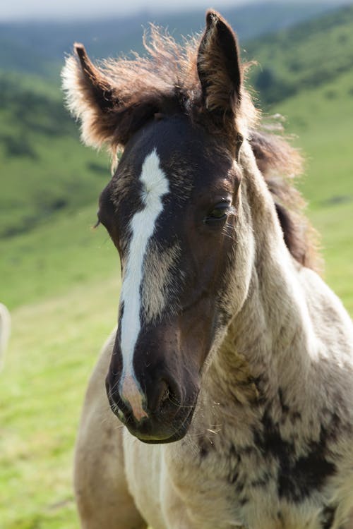 動物攝影, 垂直拍摄, 母馬 的 免费素材图片