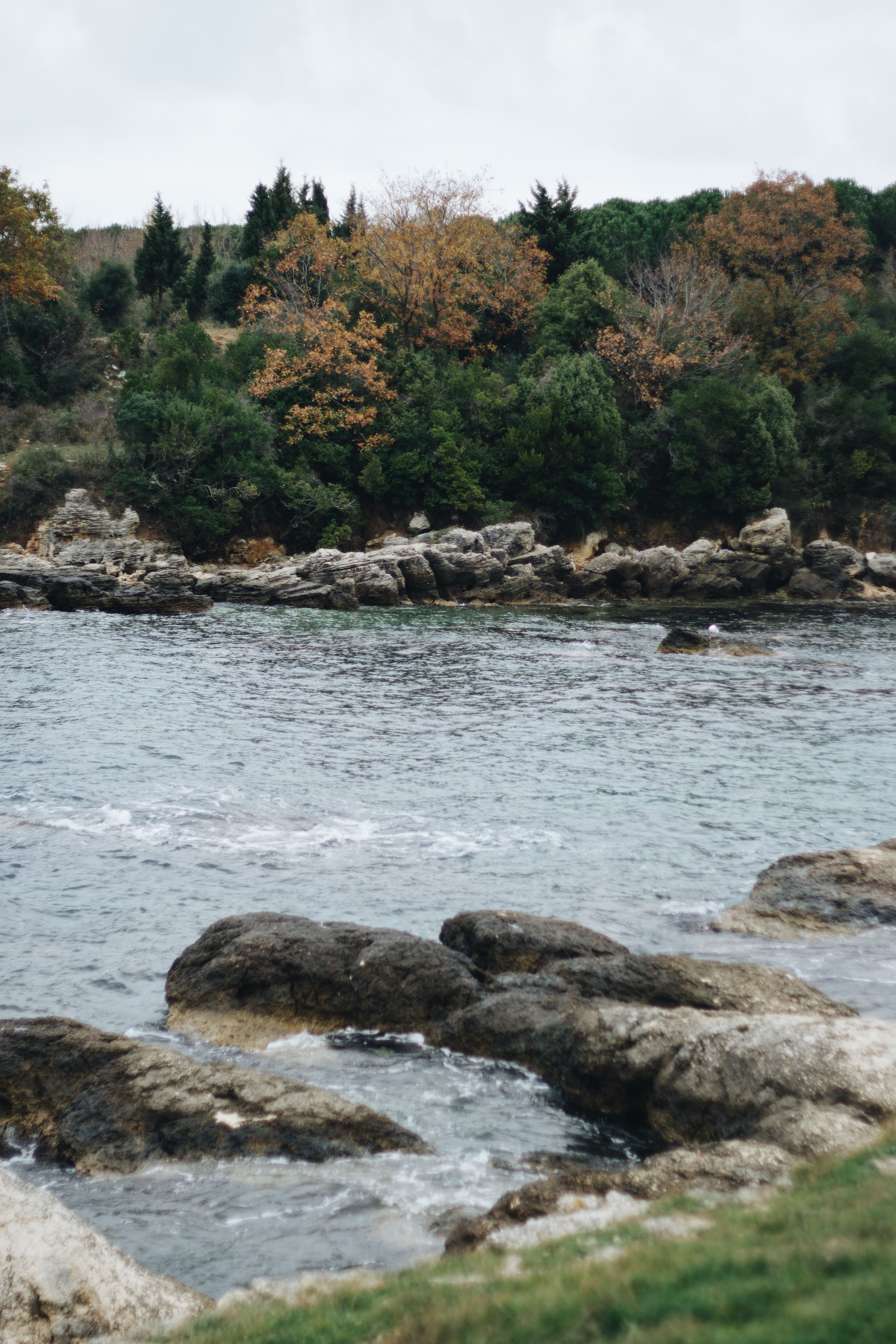 Green Trees Beside the River · Free Stock Photo