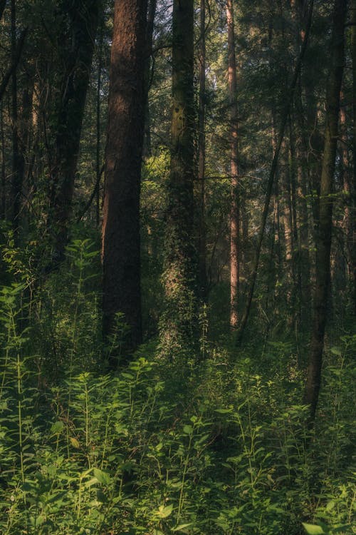 Foto stok gratis hutan, pohon, tembakan vertikal