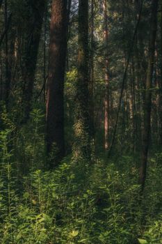 Sunlit forest with dense vegetation and towering trees creating a serene woodland scene.