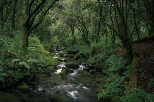 Foto stok gratis alam, aliran, hutan