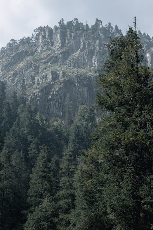 Foto stok gratis gunung, hutan, pohon