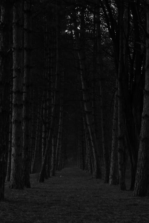 Základová fotografie zdarma na téma černobílý, chodník, stromy