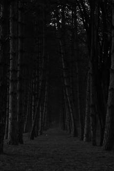 A dark, atmospheric black and white photo of a forest pathway with towering trees and diminishing perspective.