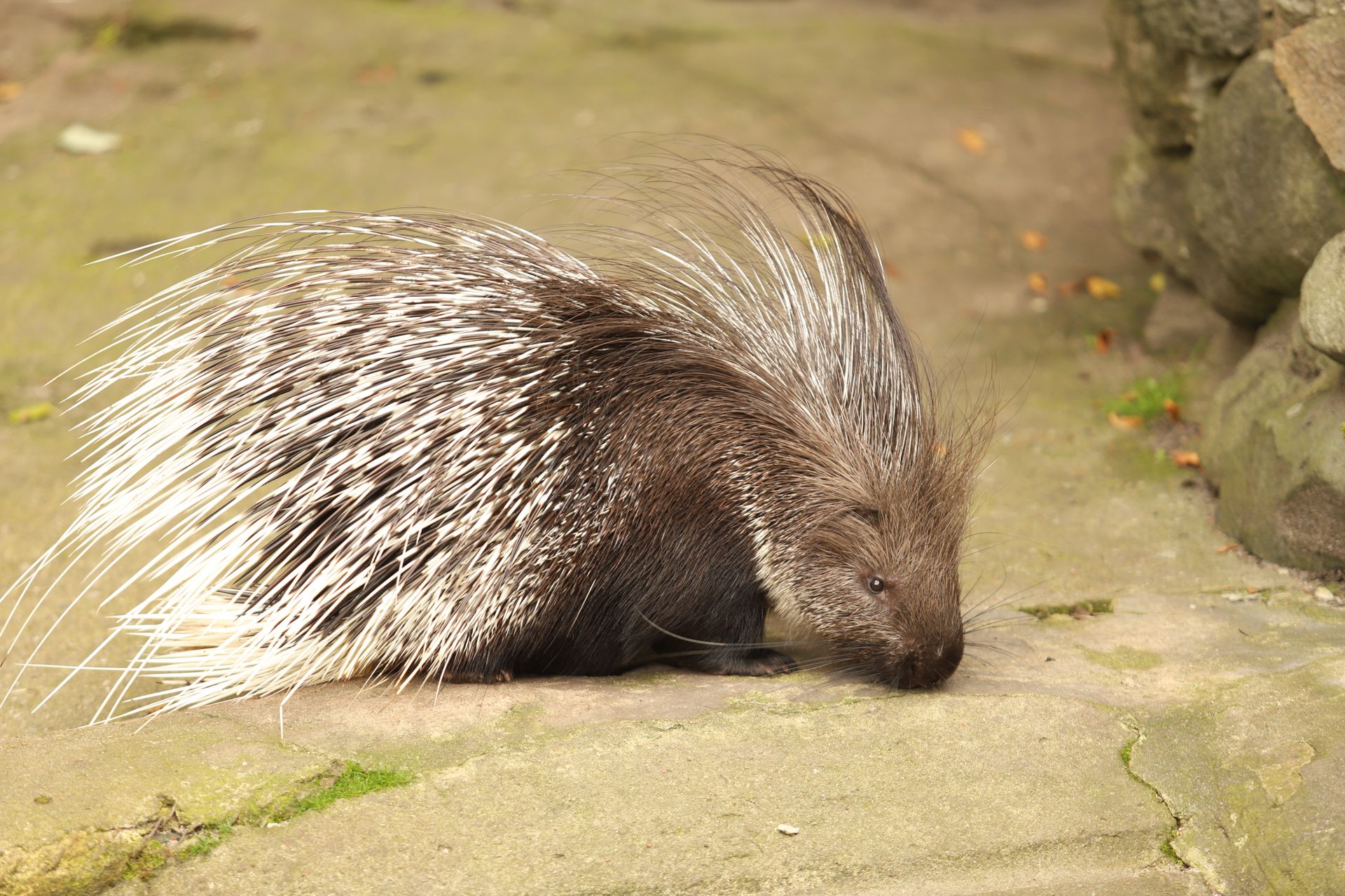 Close-up photo of an African porcupine on a stone surface, showcasing its quills.