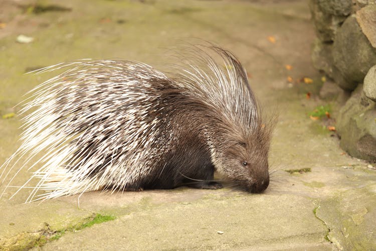 Close-Up Shot Of A Porcupine 