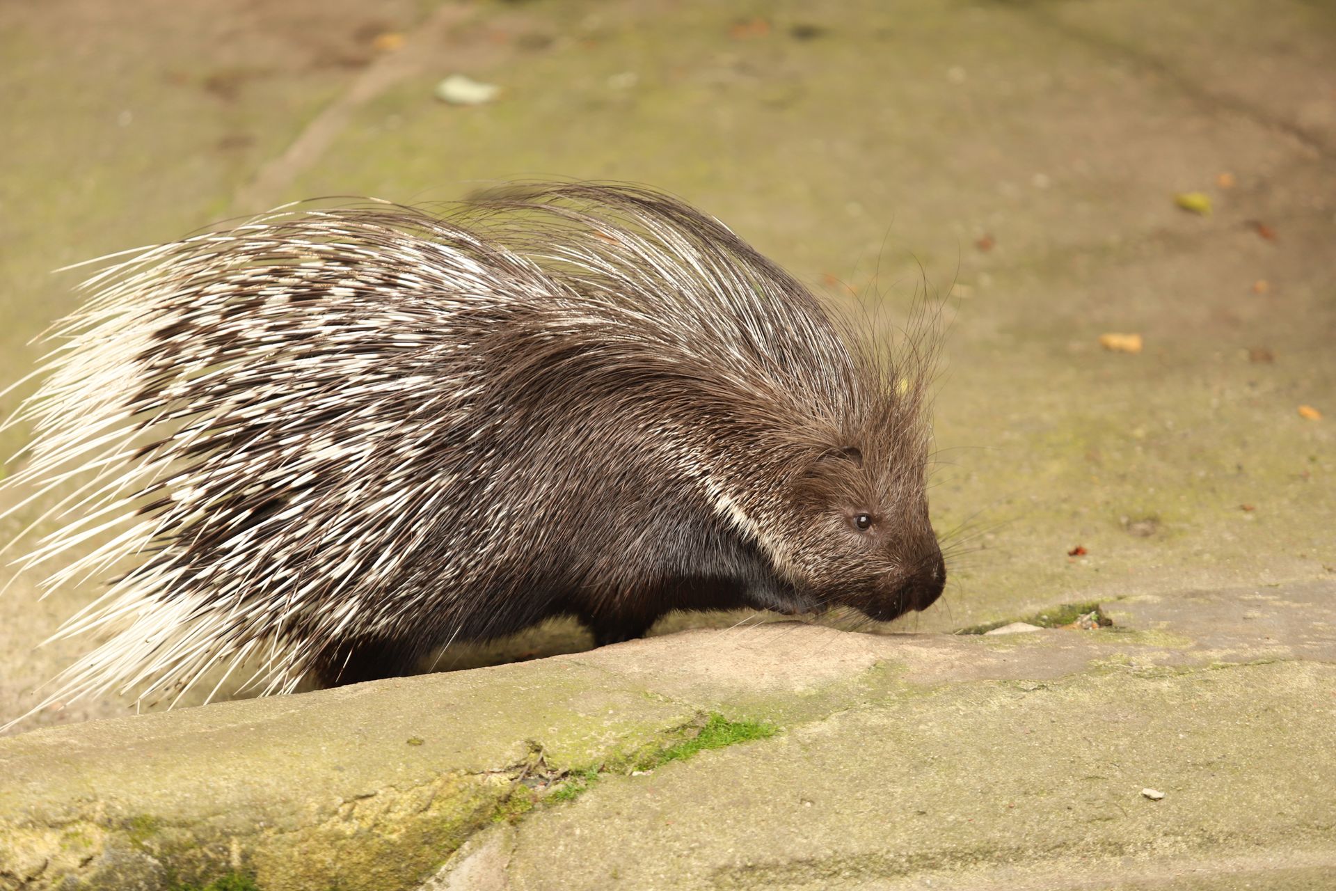 Close-up view of an African Crested Porcupine on a stone surface. Natural habitat setting.