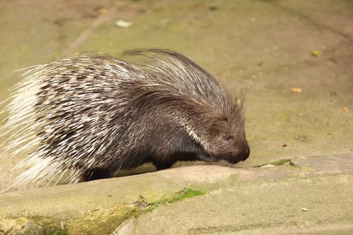 Free Close-up view of an African Crested Porcupine on a stone surface. Natural habitat setting. Stock Photo