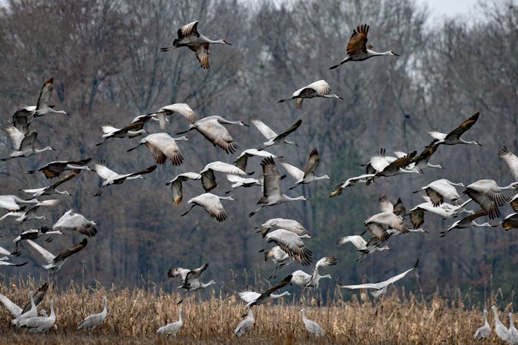 Migration Of Cranes Flying In Nature